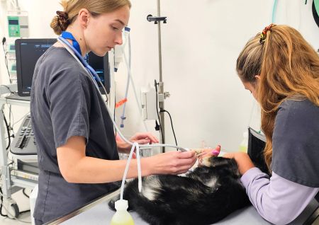 Veterinaire service-urgences-ouvert-24h-7j